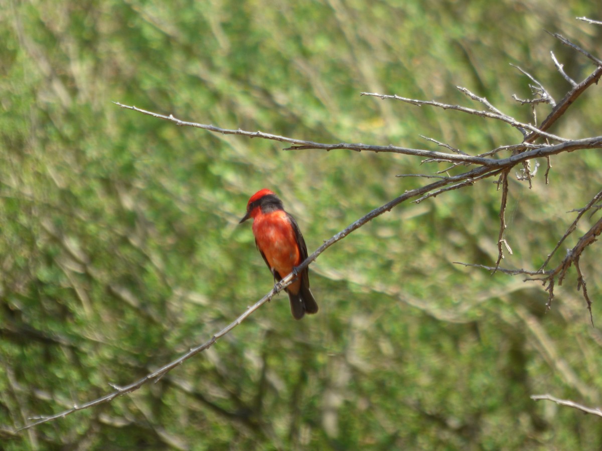 Vermilion Flycatcher - ML610116818