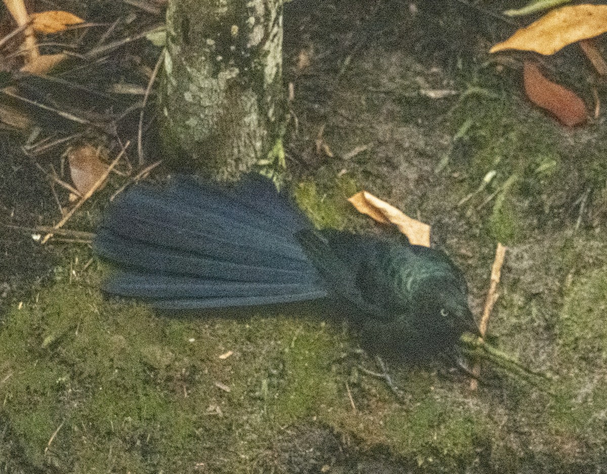 Greater Ani - ML610116819