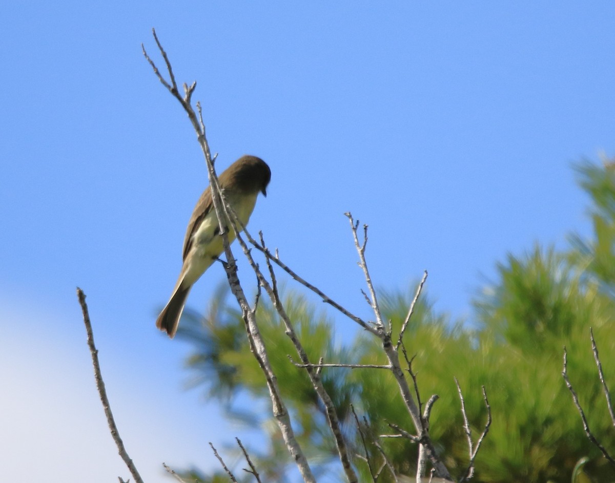 Eastern Phoebe - James Murowchick