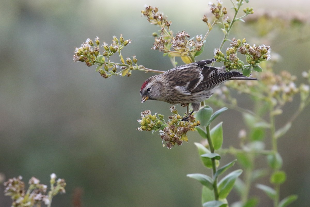 Common Redpoll - ML610116864