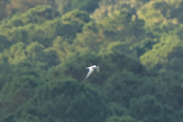 Common Tern - Mark Montazer