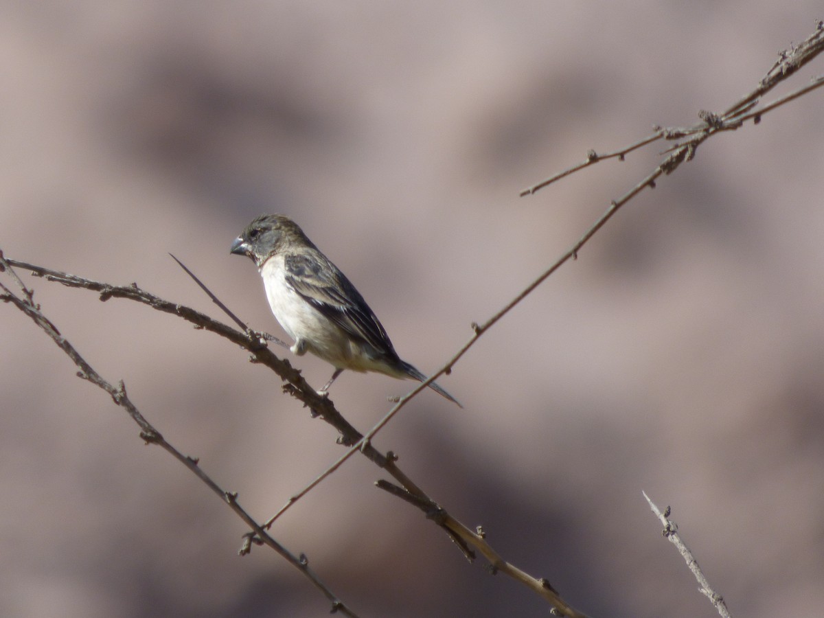 Chestnut-throated Seedeater - ML610116892