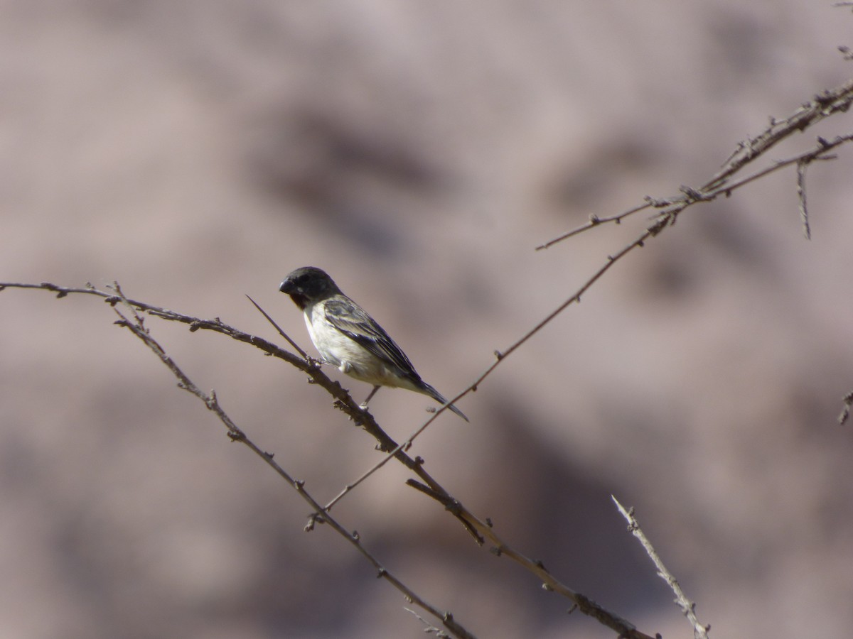 Chestnut-throated Seedeater - ML610116900