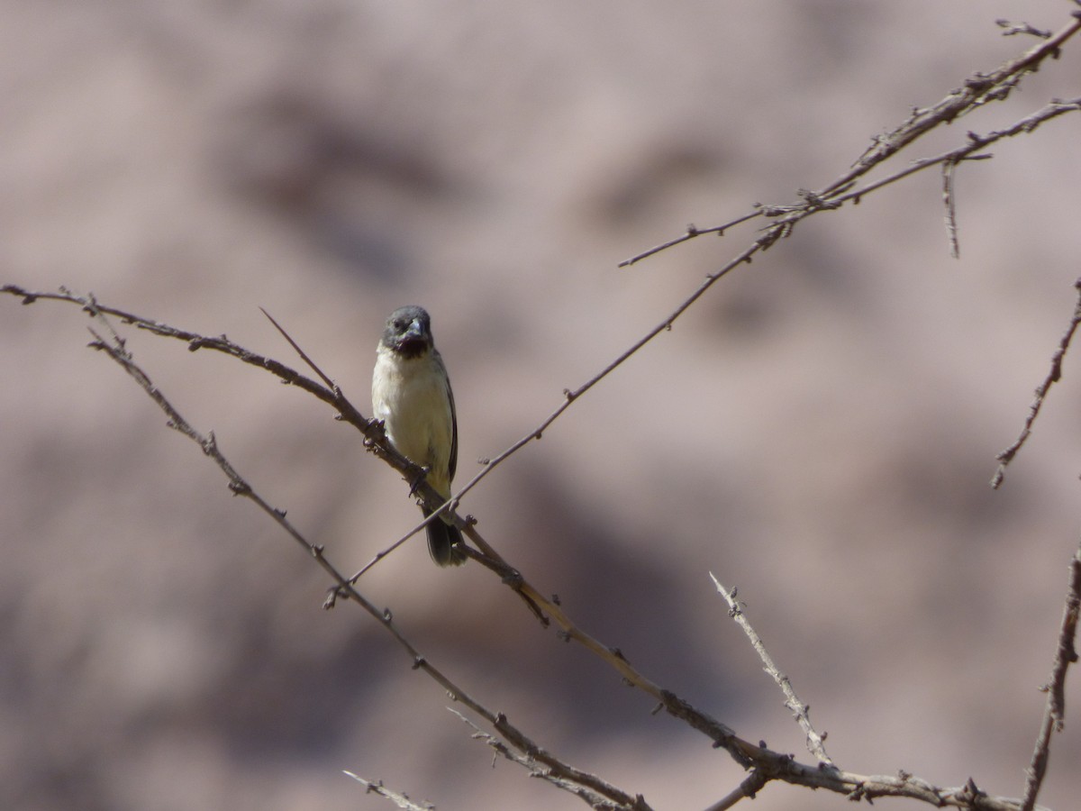Chestnut-throated Seedeater - ML610116912