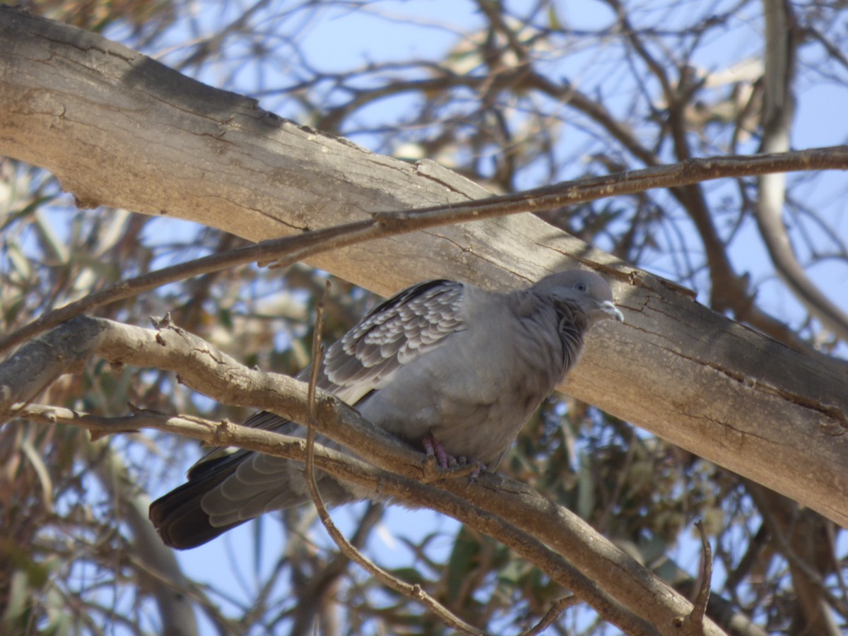 Spot-winged Pigeon - ML610116926