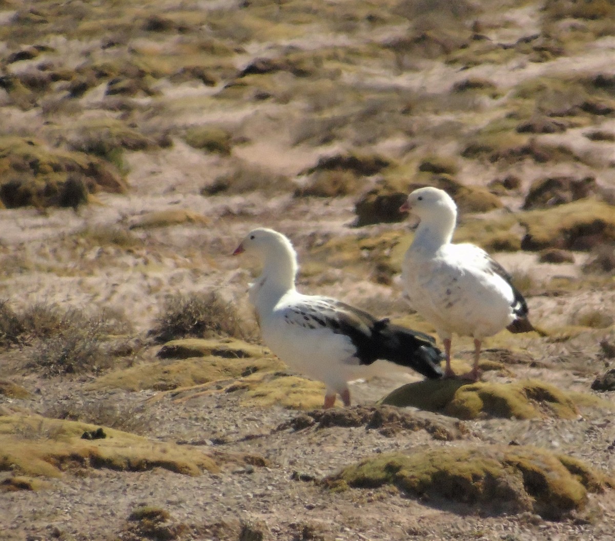 Andean Goose - ML610116932