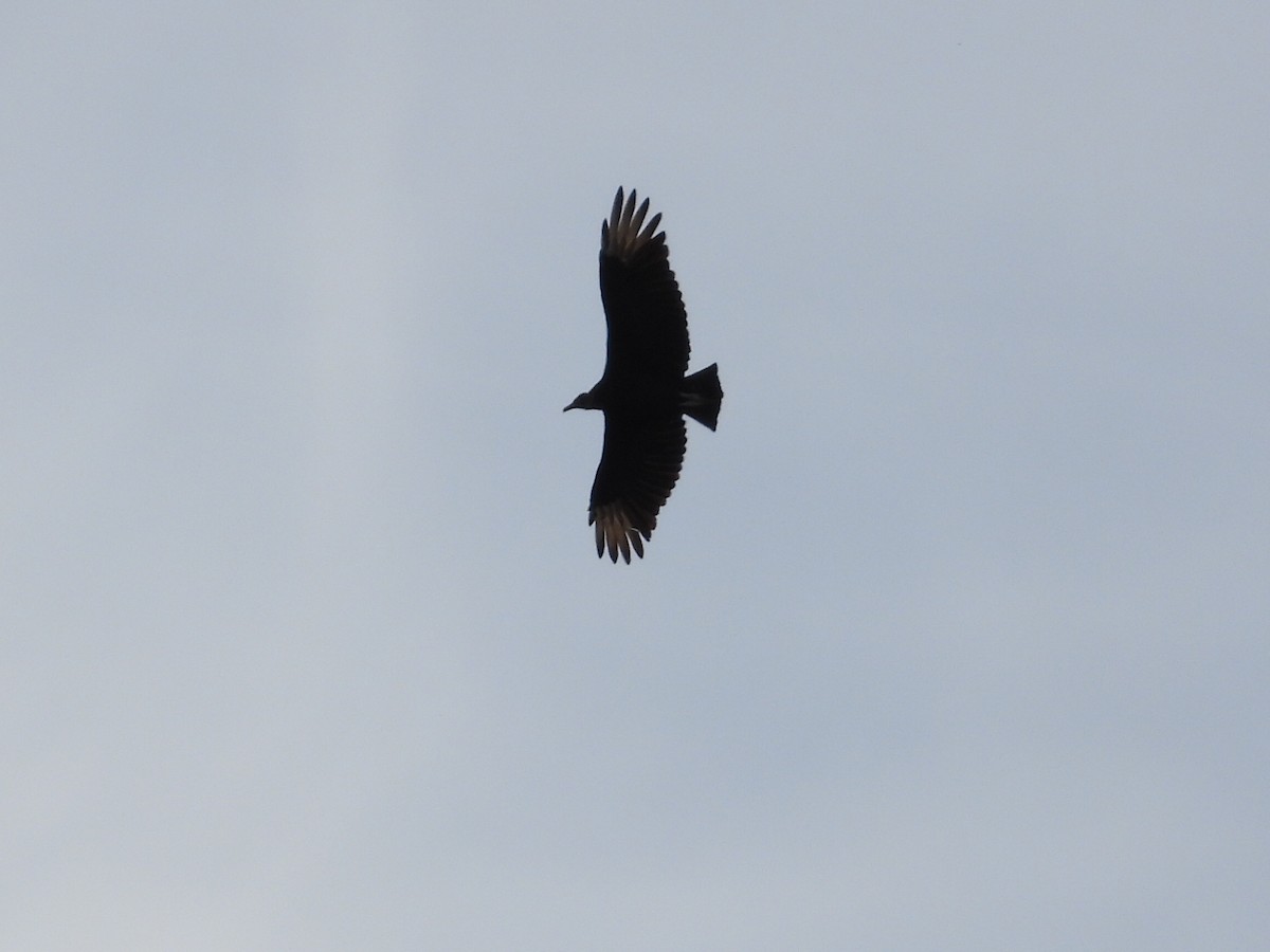 Black Vulture - ML610116949