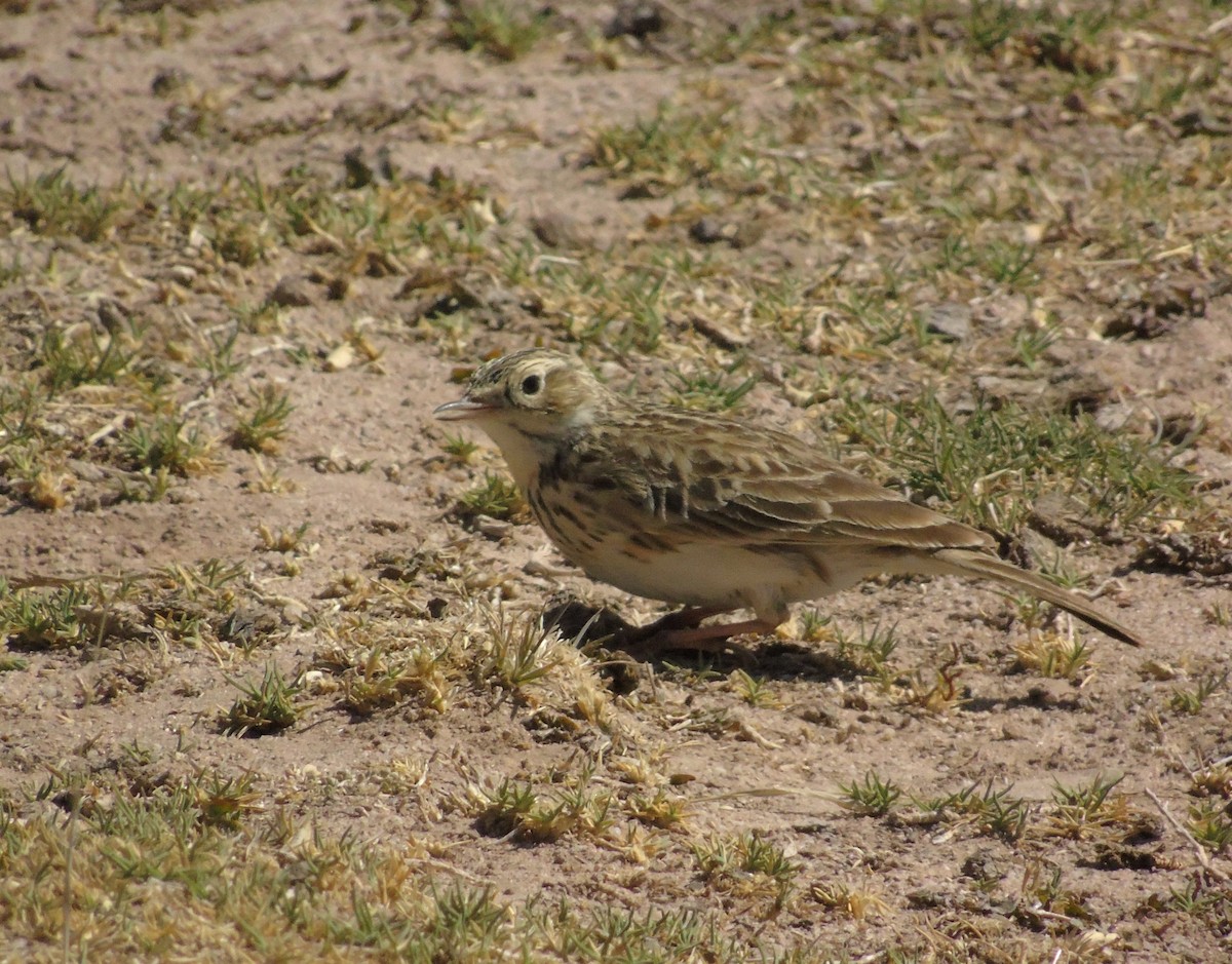Щеврик короткодзьобий - ML610117017