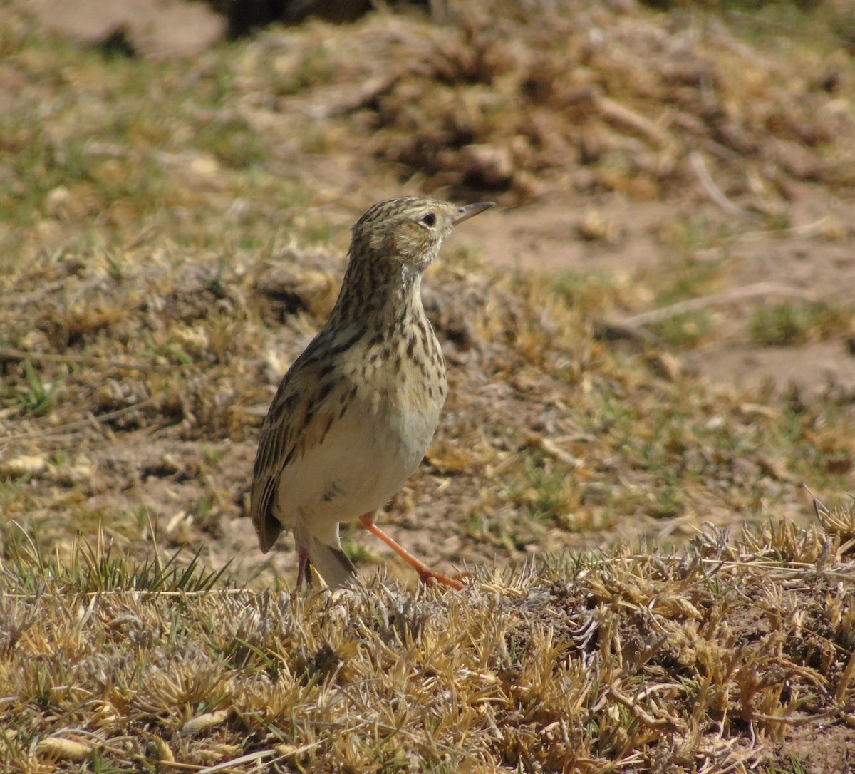 Щеврик короткодзьобий - ML610117018