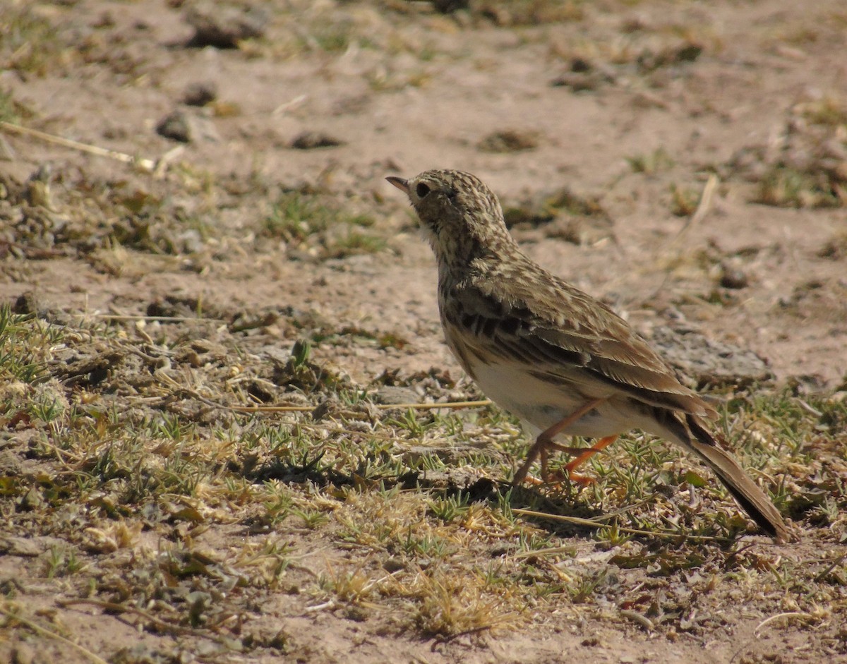 Щеврик короткодзьобий - ML610117019
