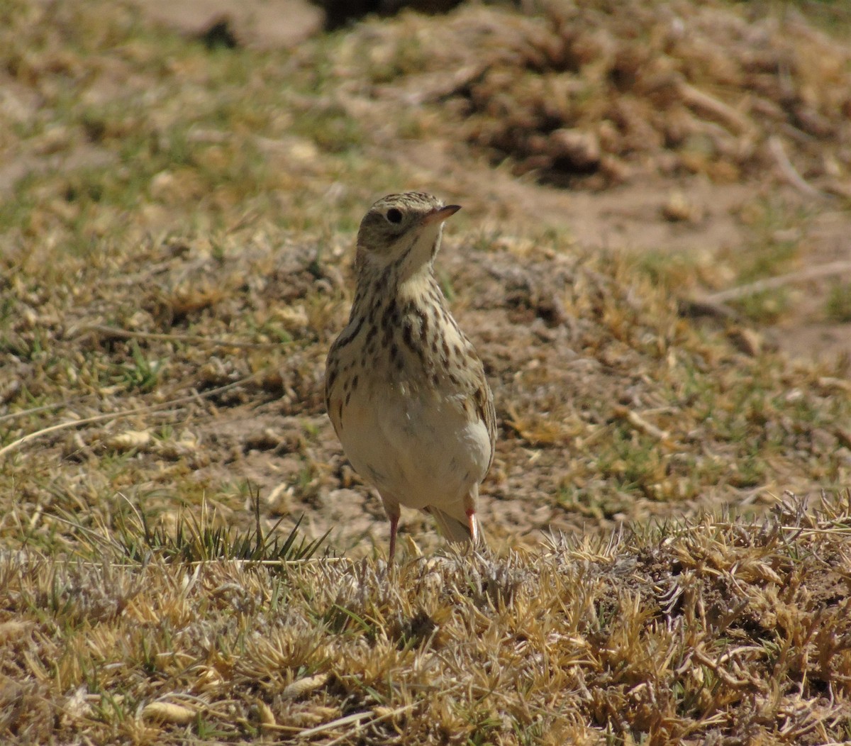 Щеврик короткодзьобий - ML610117021