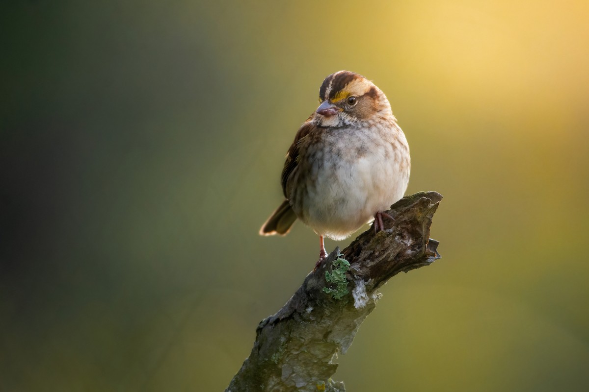 White-throated Sparrow - ML610117030