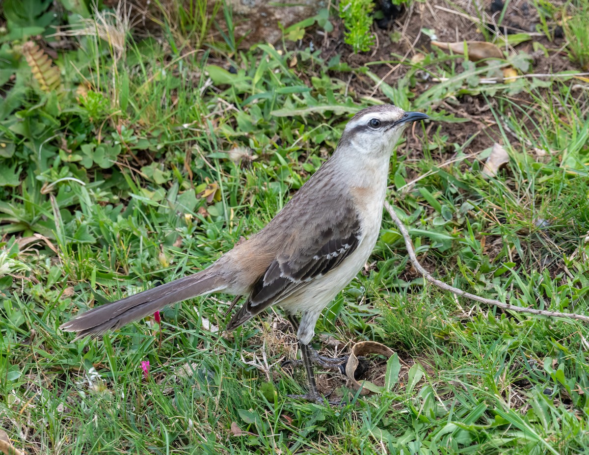 Chalk-browed Mockingbird - Santiago Chávez