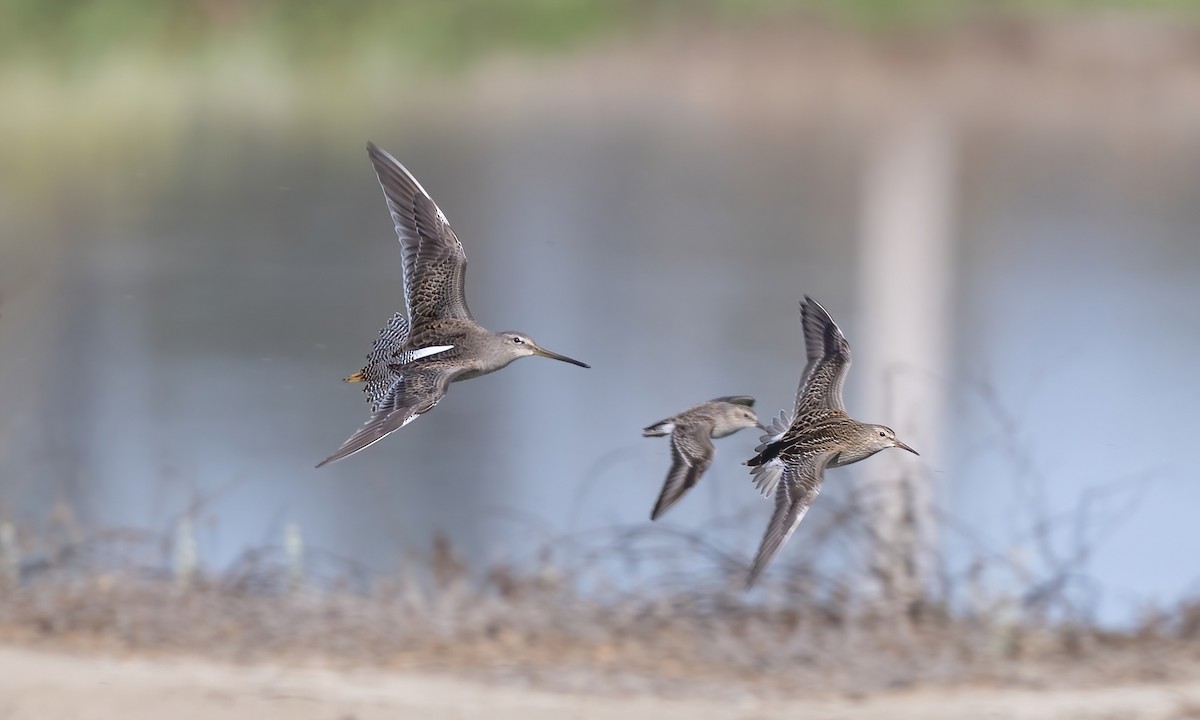 Long-billed Dowitcher - ML610117057