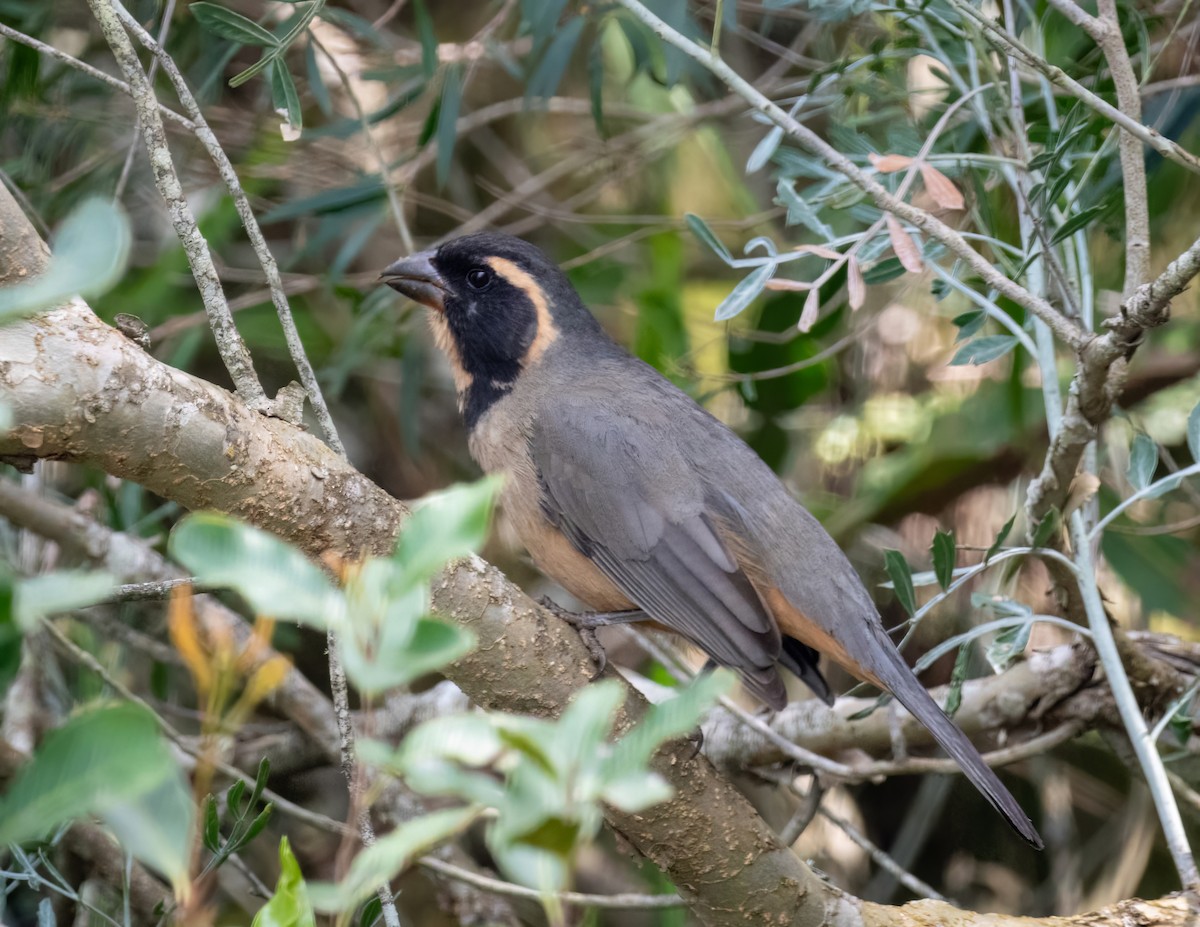 Golden-billed Saltator - Santiago Chávez