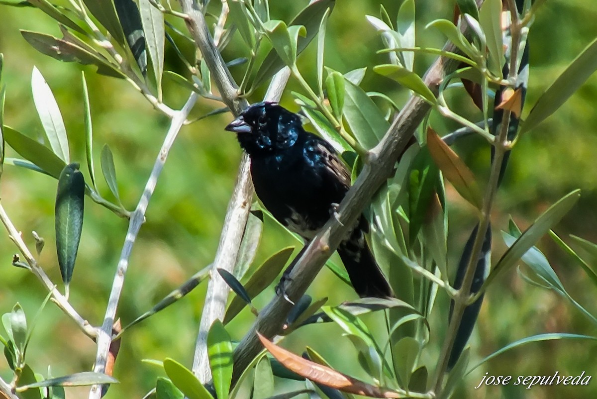 Blue-black Grassquit - ML610117074