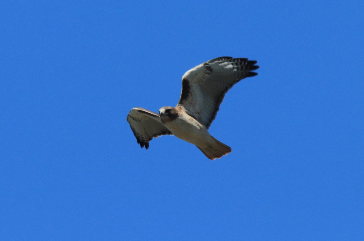 Red-tailed Hawk - ML610117116