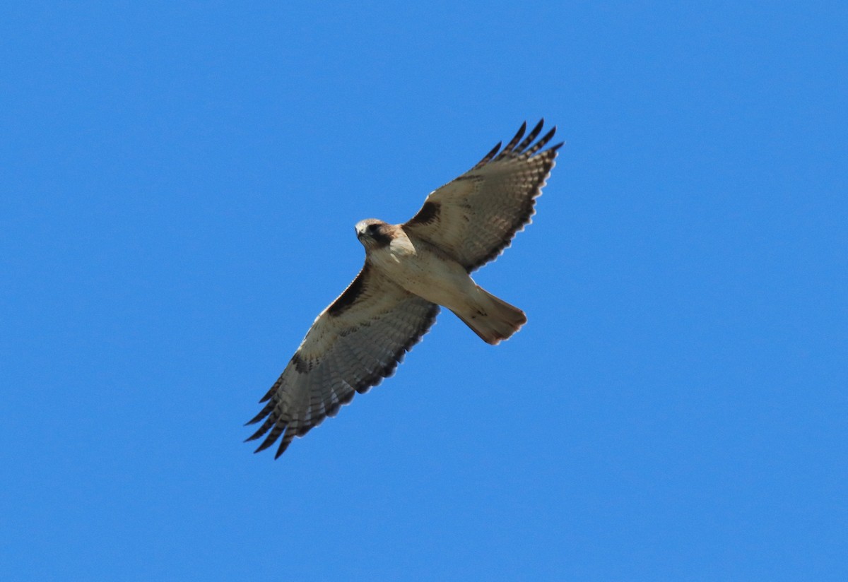 Red-tailed Hawk - ML610117119