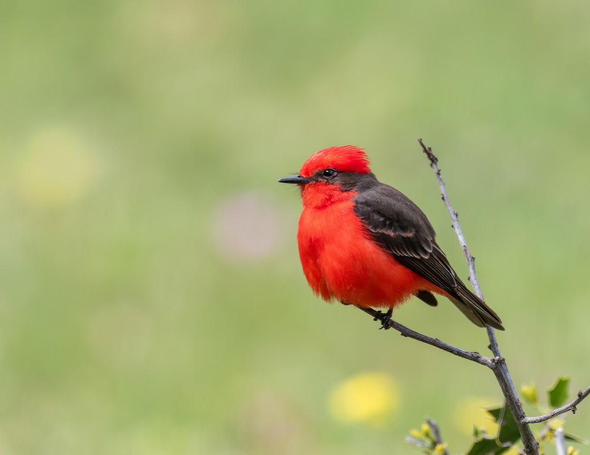 Vermilion Flycatcher - Santiago Chávez