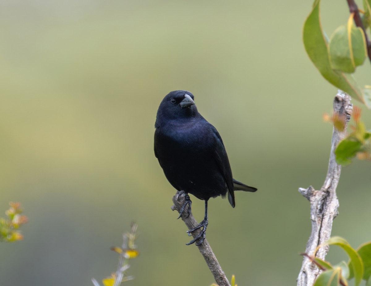 Shiny Cowbird - Santiago Chávez