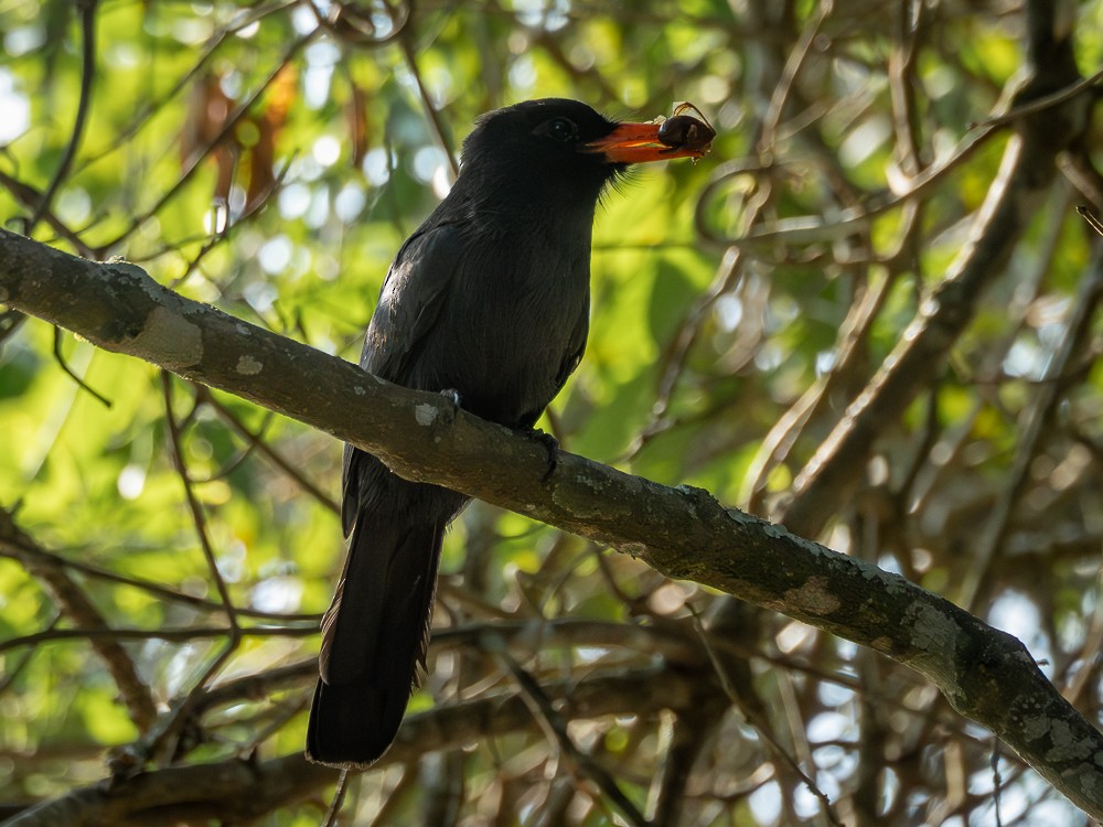 Black-fronted Nunbird - ML610117249