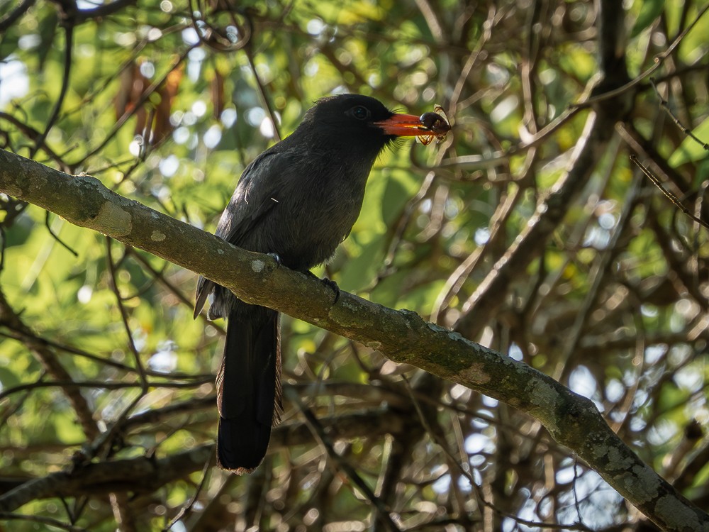 Black-fronted Nunbird - ML610117250