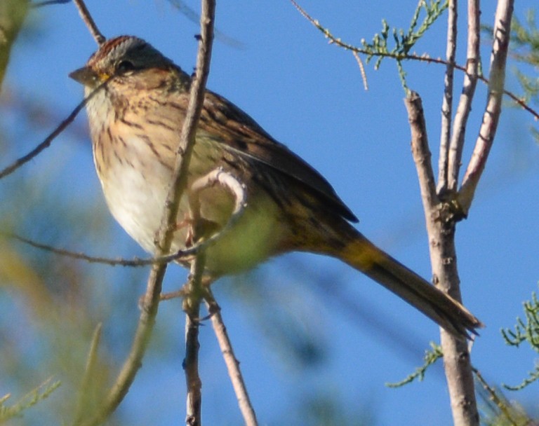 Lincoln's Sparrow - ML610117342