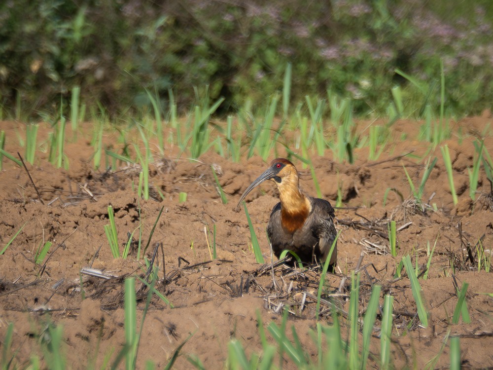 Buff-necked Ibis - ML610117397