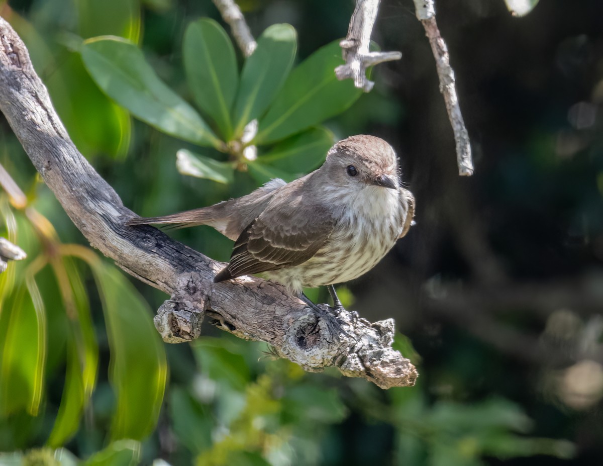 Vermilion Flycatcher - ML610117416