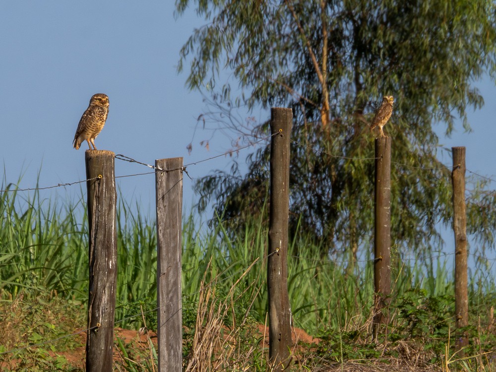 Burrowing Owl - ML610117461