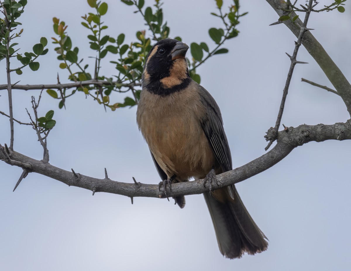 Golden-billed Saltator - ML610117476