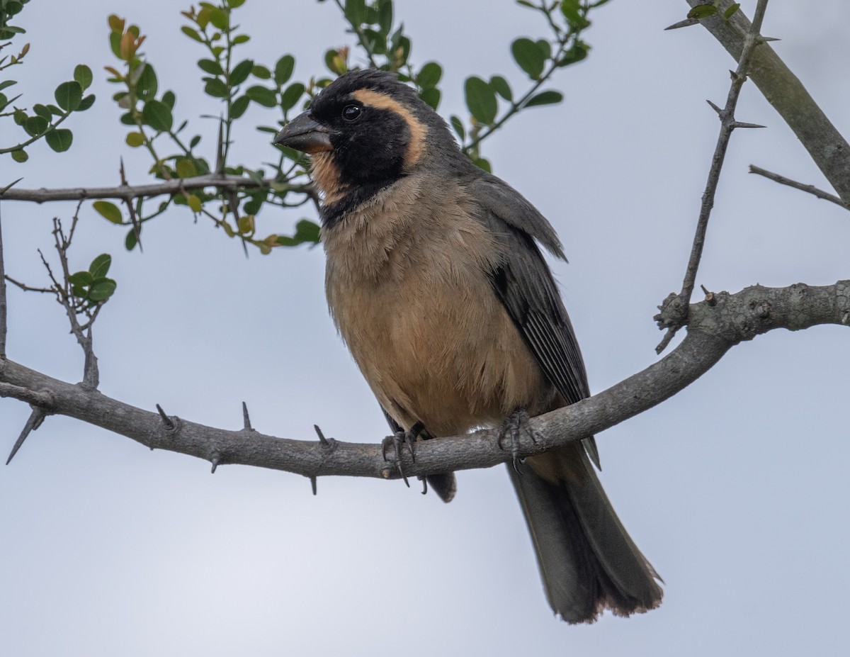 Golden-billed Saltator - Santiago Chávez