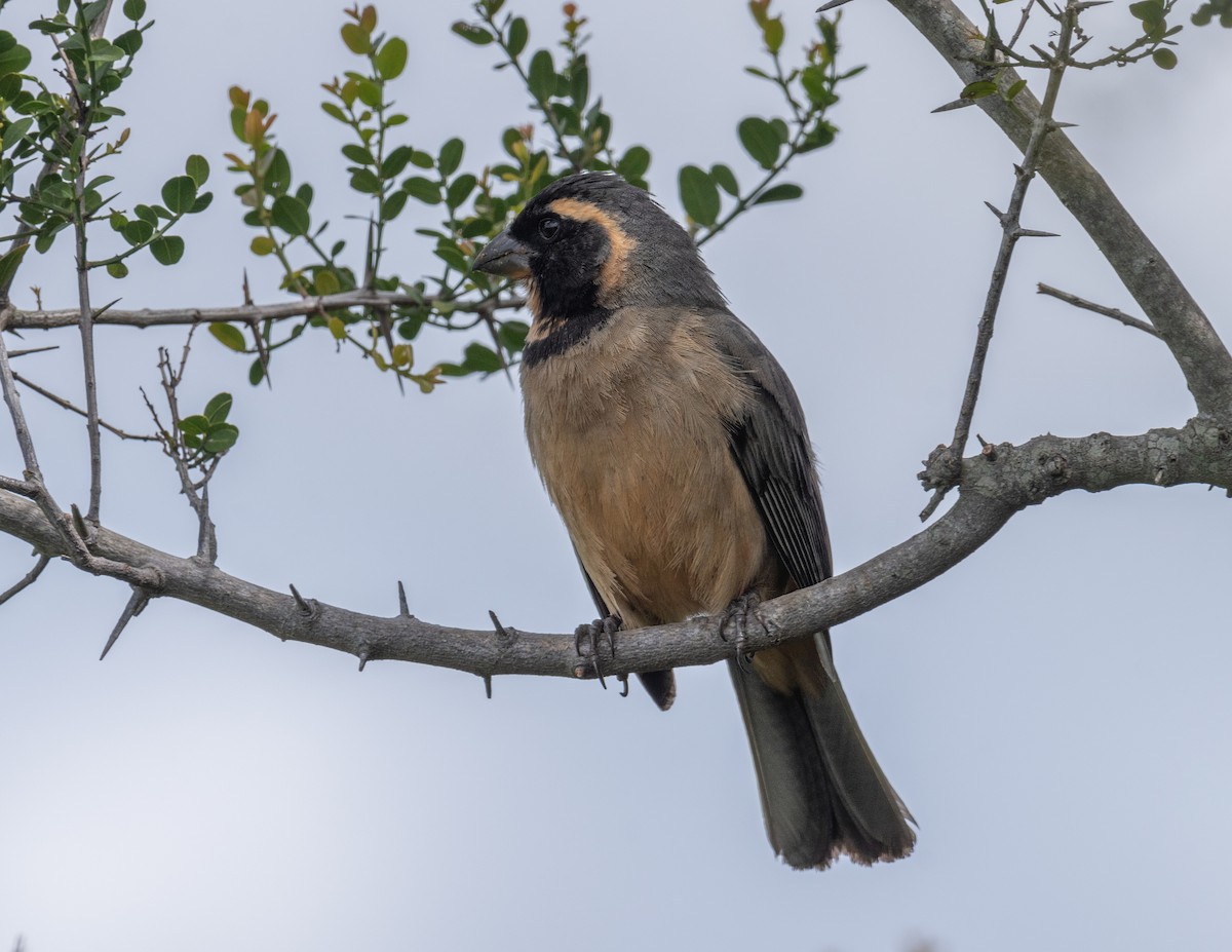 Golden-billed Saltator - Santiago Chávez