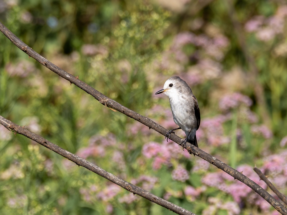 White-headed Marsh Tyrant - ML610117498