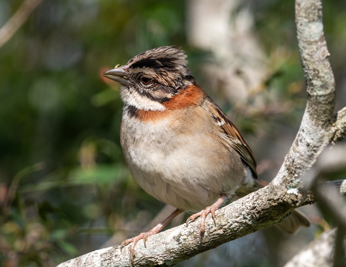 Rufous-collared Sparrow - Santiago Chávez