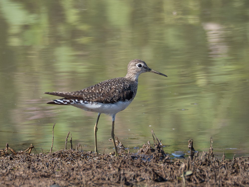 Solitary Sandpiper - ML610117542