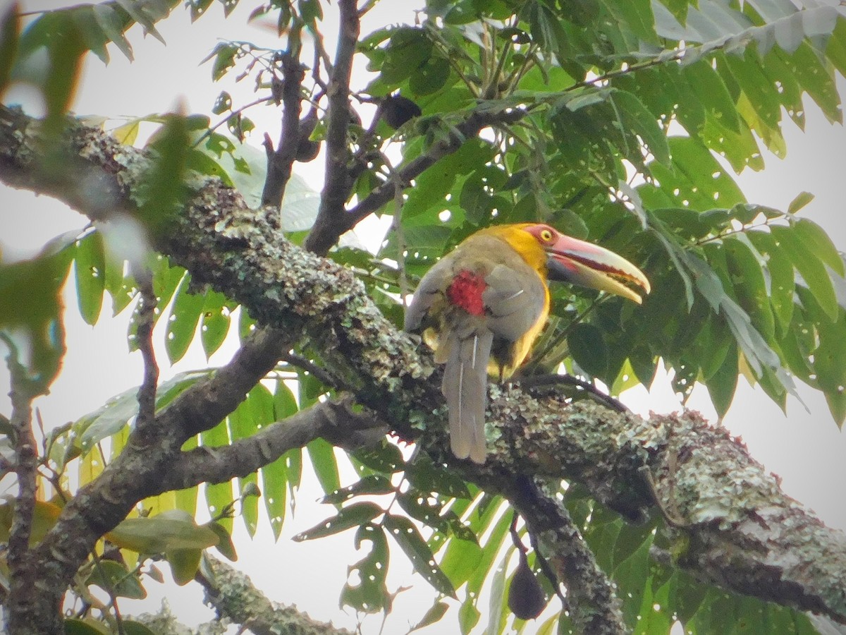 Saffron Toucanet - ML610117553