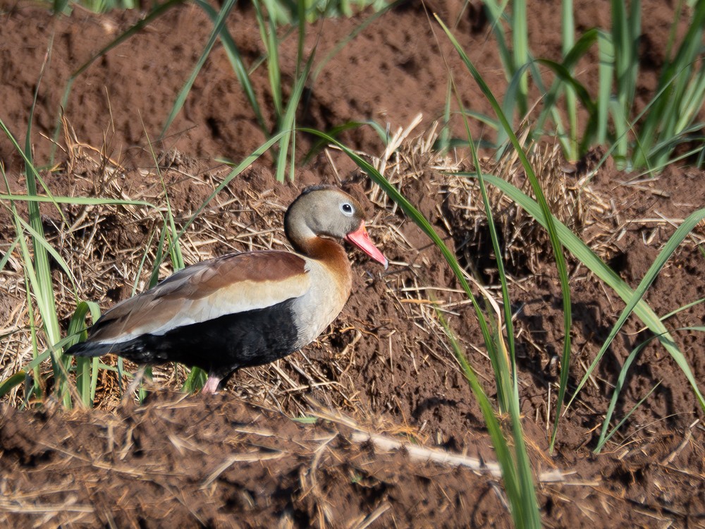 Black-bellied Whistling-Duck - ML610117564