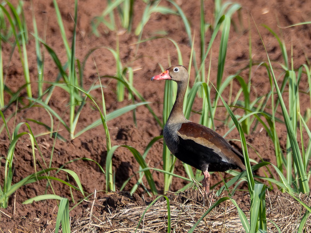 Black-bellied Whistling-Duck - ML610117565