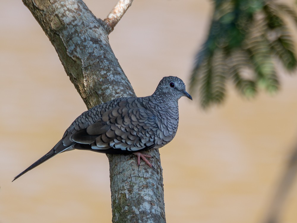 Scaled Dove - ML610117581