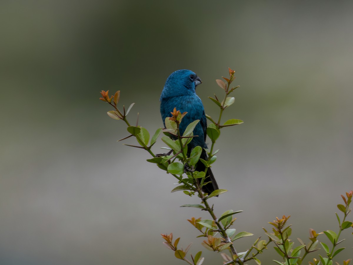 Glaucous-blue Grosbeak - Santiago Chávez