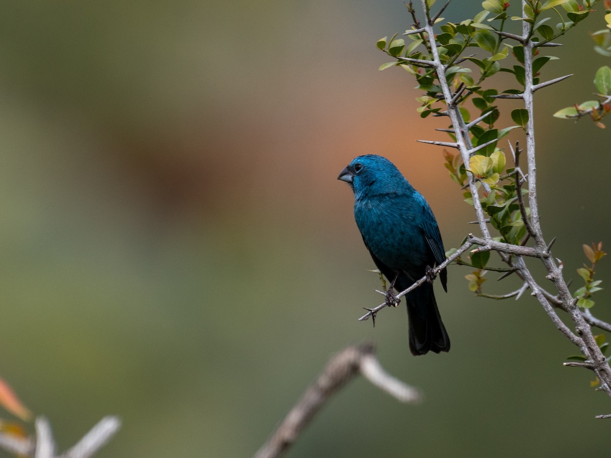 Glaucous-blue Grosbeak - ML610117603