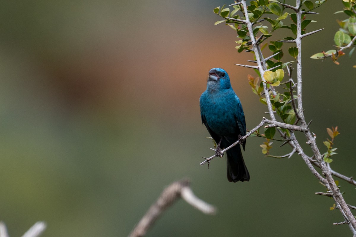 Glaucous-blue Grosbeak - ML610117604