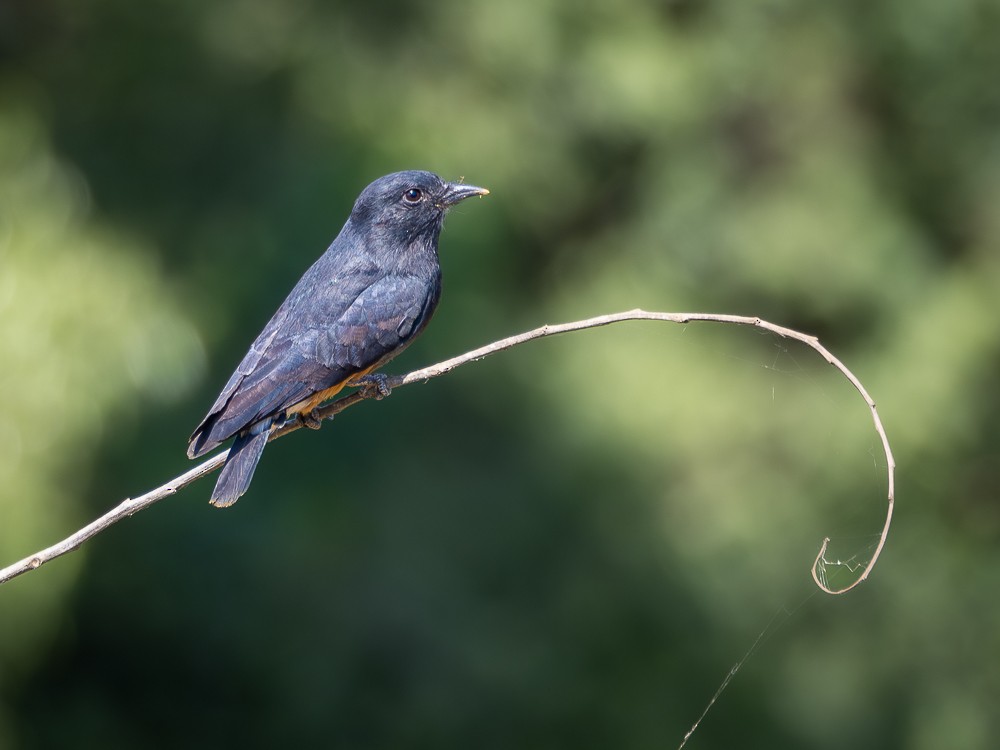 Swallow-winged Puffbird - ML610117640