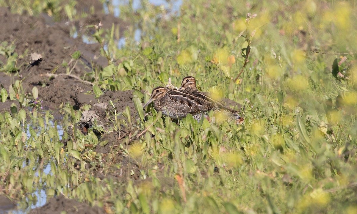 Wilson's Snipe - ML610117740