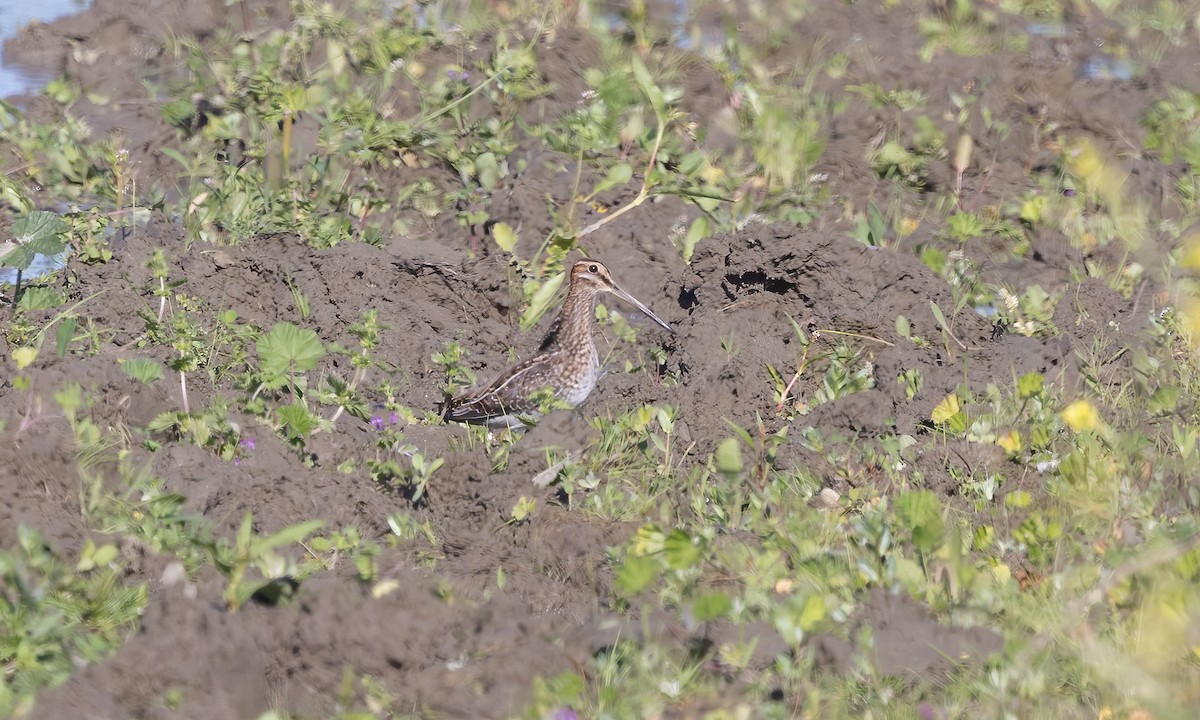 Wilson's Snipe - ML610117742