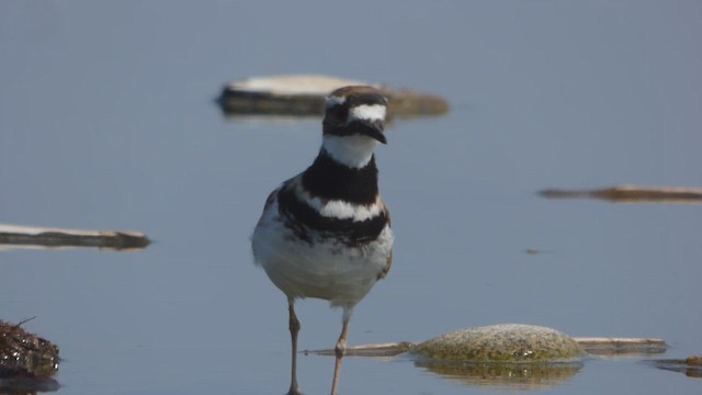 Killdeer - ML610117752