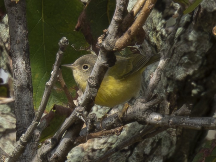 Nashville Warbler - ML610117856