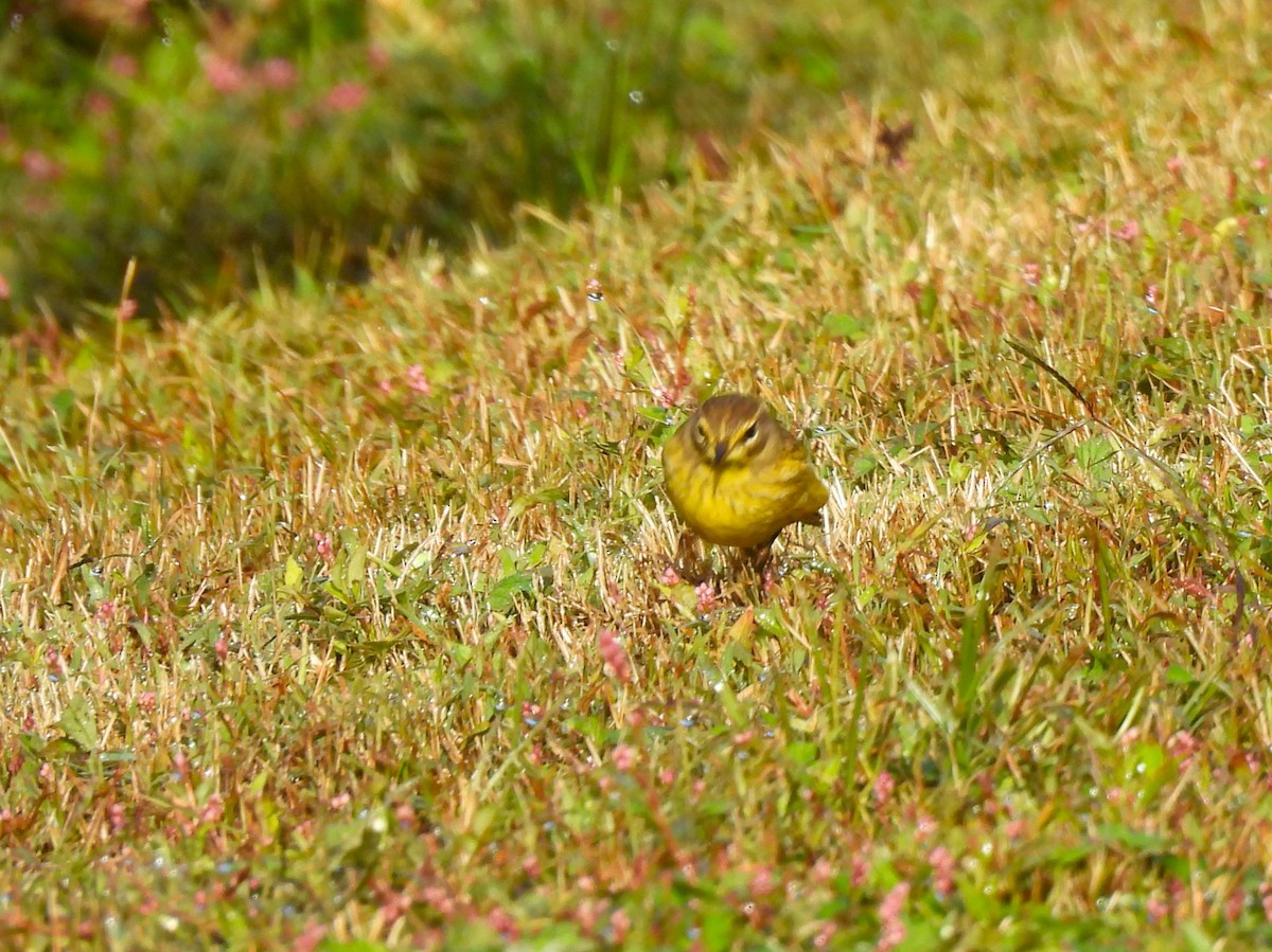 Palm Warbler - Jennifer Wilson-Pines