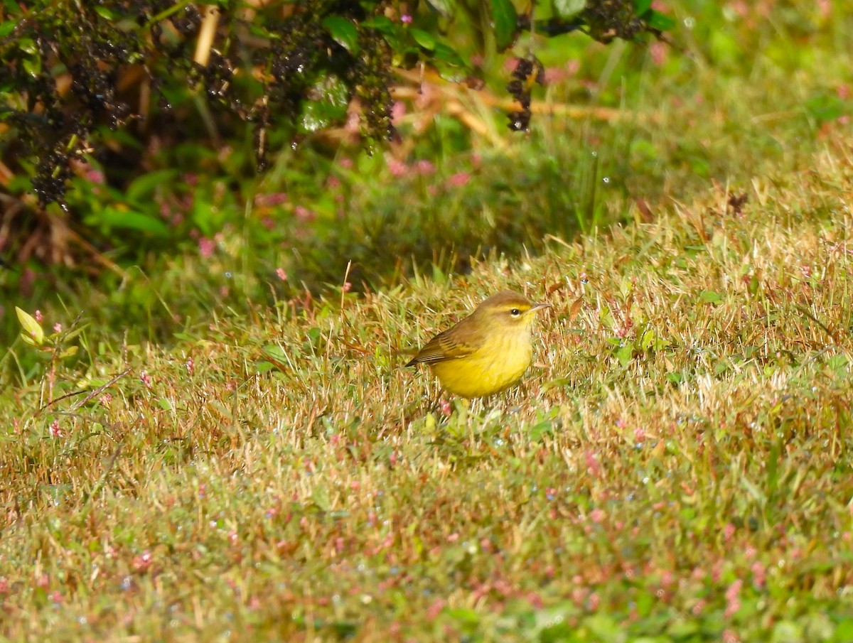 Paruline à couronne rousse - ML610117871